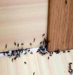 Des fourmis