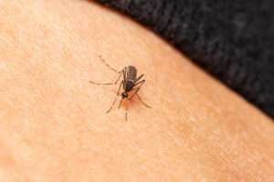 Erreurs fréquentes à éviter pour chasser les moustiques chez soi