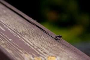 Les cachettes des insectes en hiver : comment les détecter ?