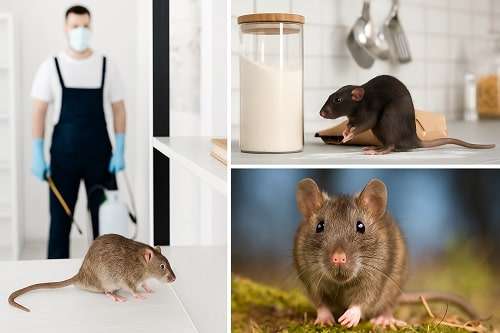 Dératisation professionnelle Tunisie