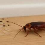 5 signes qui indiquent que votre maison est infestée