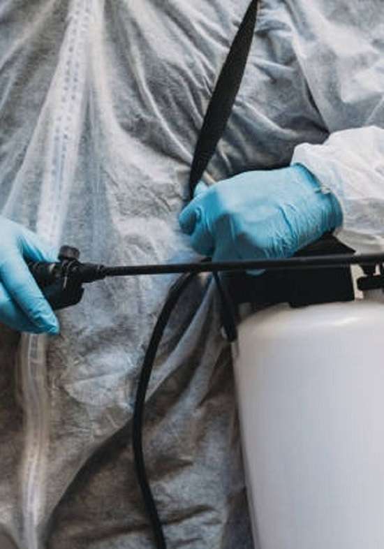 entreprise de désinsectisation